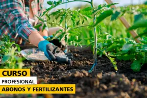 Persona con guantes de jardinería aplicando fertilizante granulado al pie de una planta de tomate en un huerto. La escena muestra un entorno agrícola con plantas verdes y tierra bien cuidada, como parte de un curso profesional sobre abonos y fertilizantes.