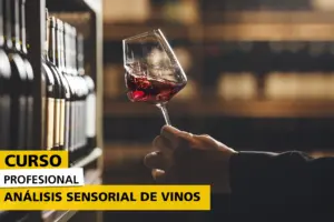 Curso Profesional Análisis Sensorial de Vinos. Persona catando en una bodega una copa de vino